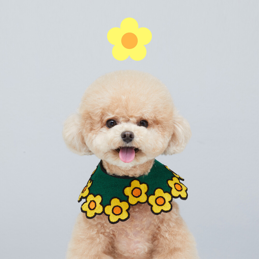 繽紛小雛菊領圍