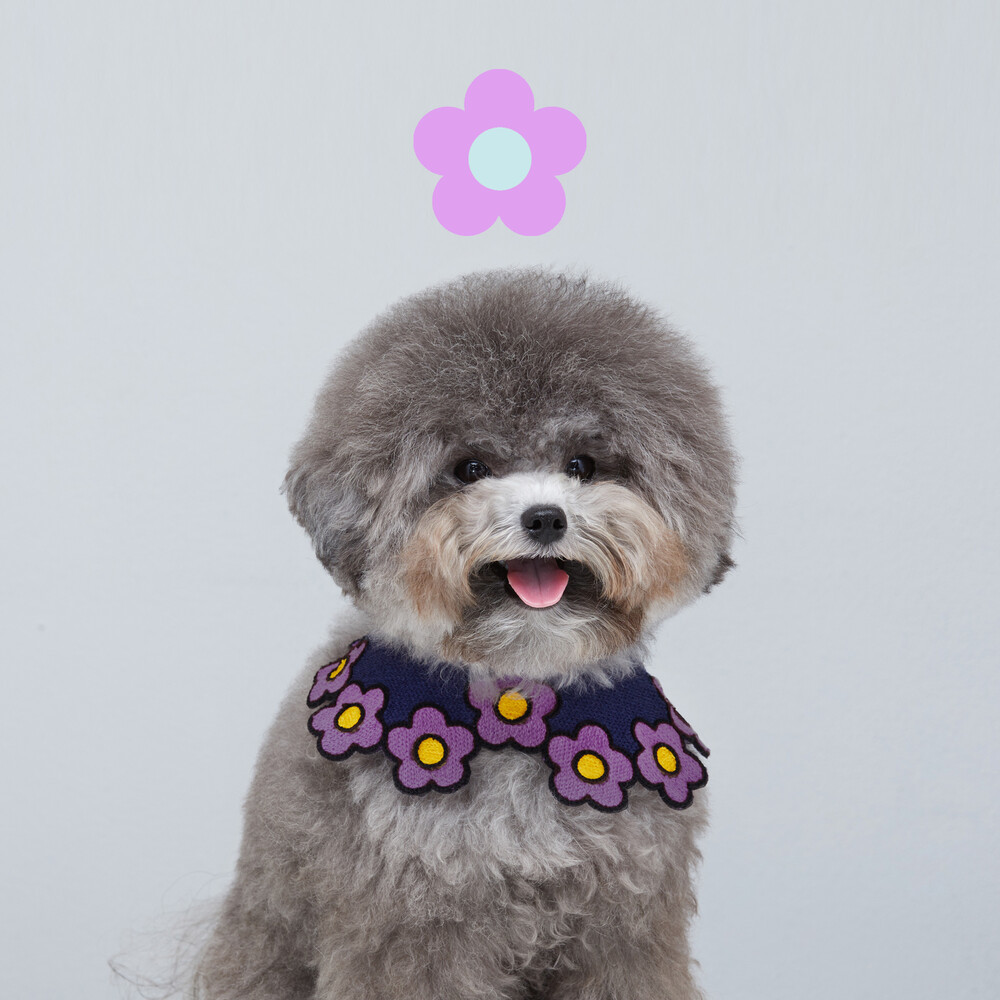 繽紛小雛菊領圍