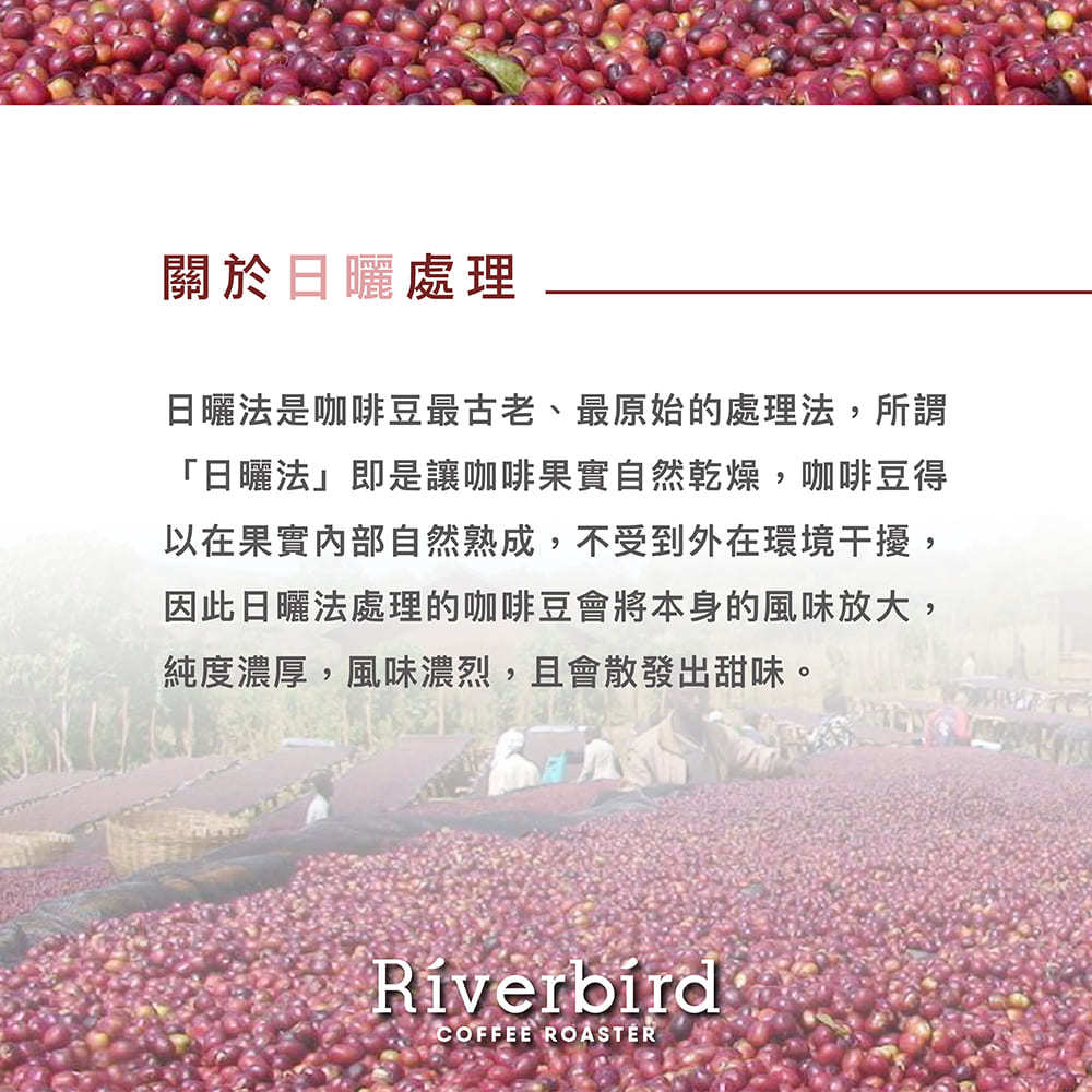 【Riverbird】《225g》衣索比亞 西達摩 中焙/日曬
