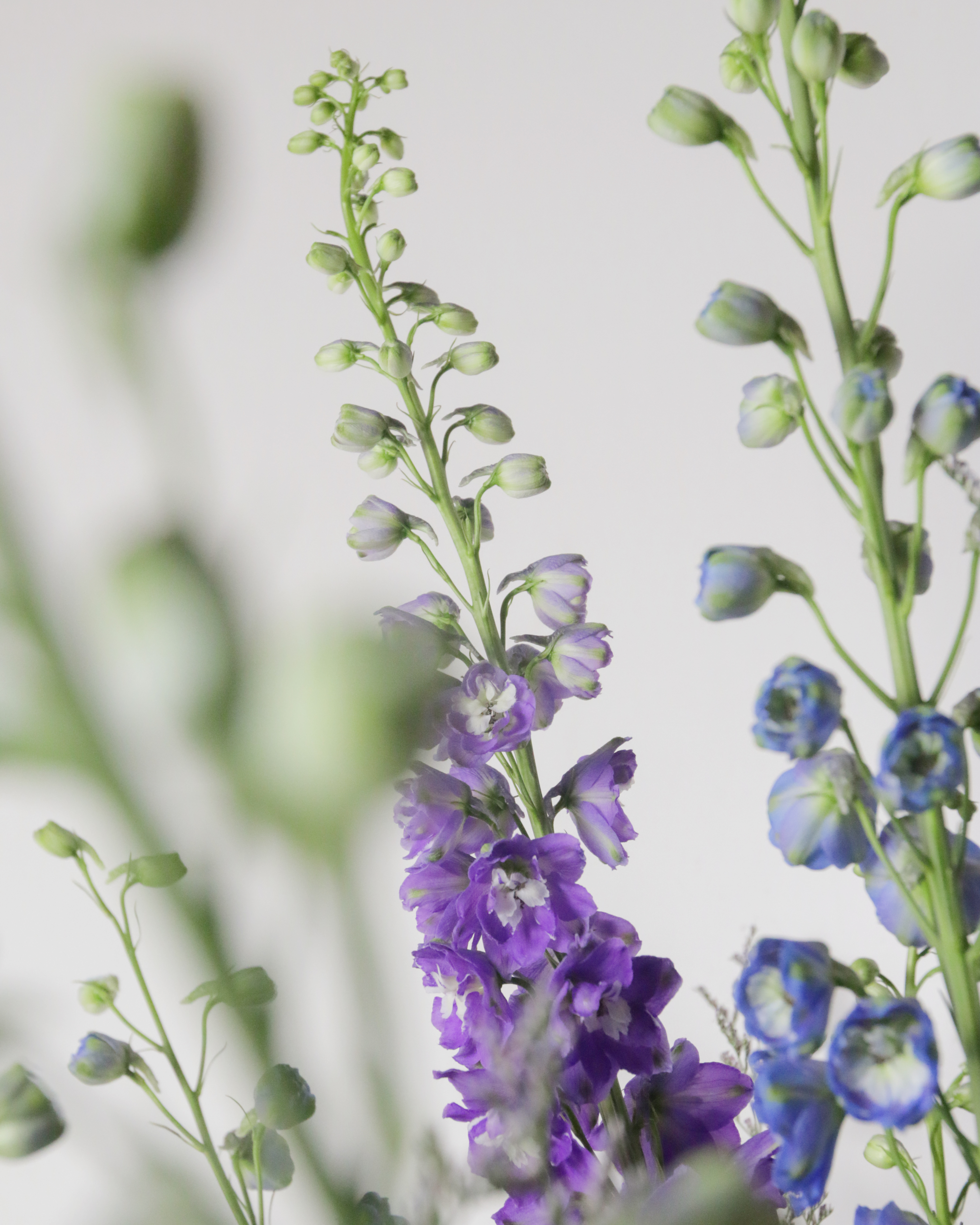 飛燕草 〈 季節花限定 〉
