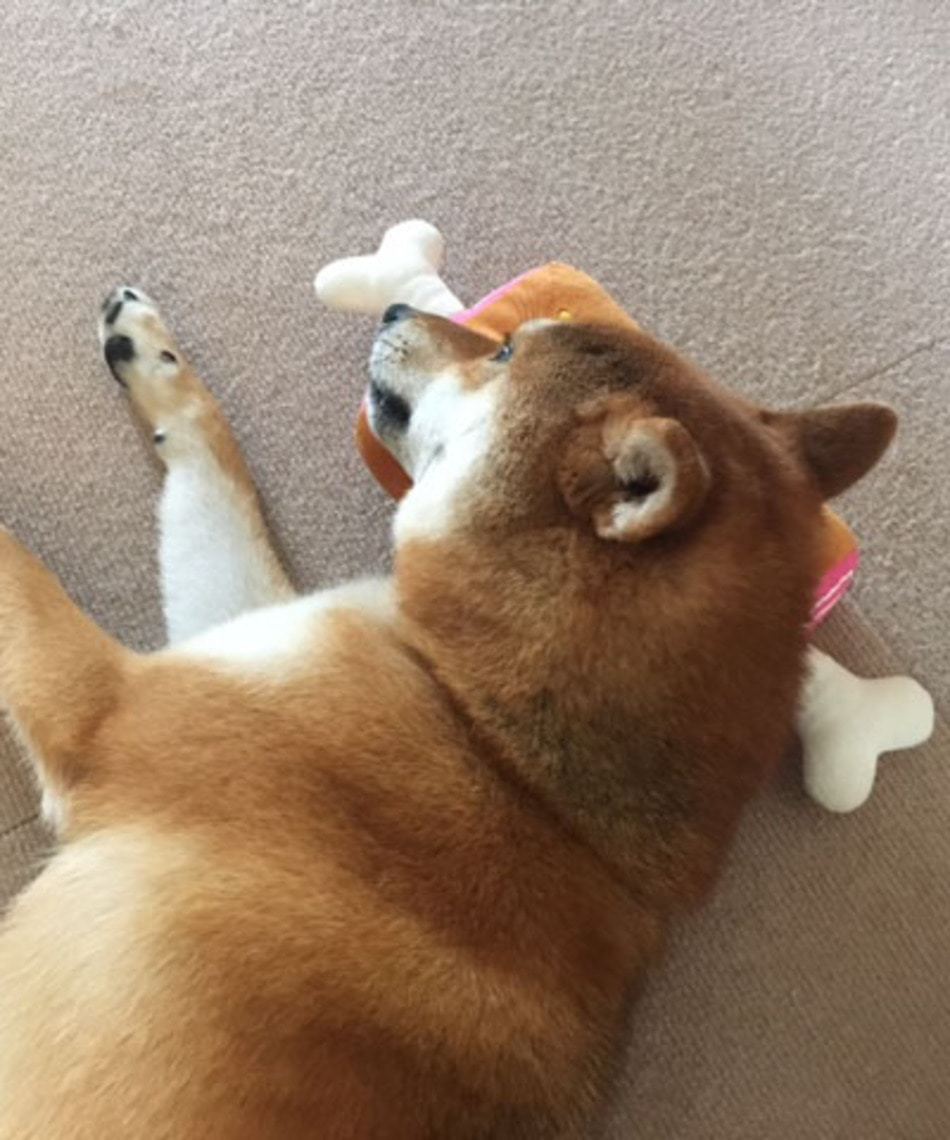 【PET PARADISE】 寵物玩具-帶骨肉