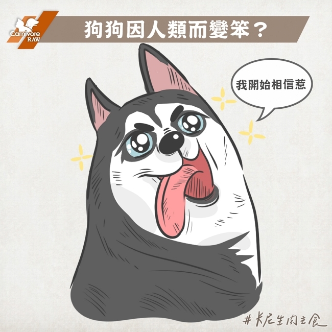 狗狗變笨，是人類造成的？