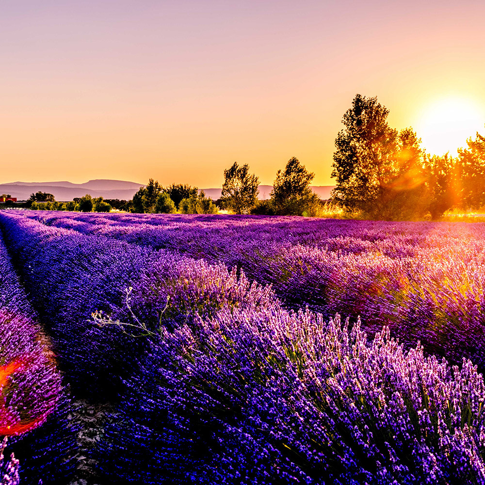 有機農作源自追求生態與人類健康平衡，是一種回歸農作初始本質的行動理念。