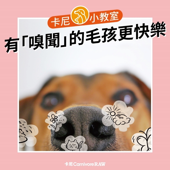 充足的嗅聞能夠讓狗狗更快樂