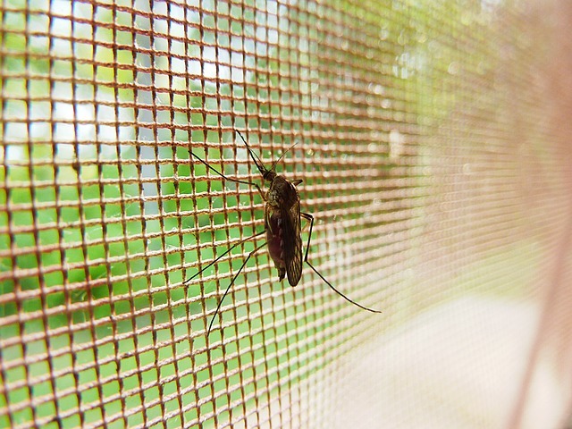 滅蚊用捕蚊燈、蚊香有什麼優缺點？