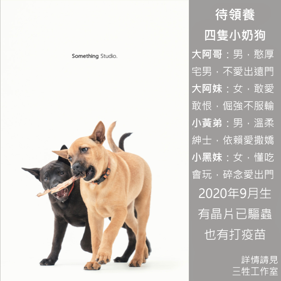 浪浪, 領養, 米克斯, 救援, 中途攝影, petwoof, 三牲工作室