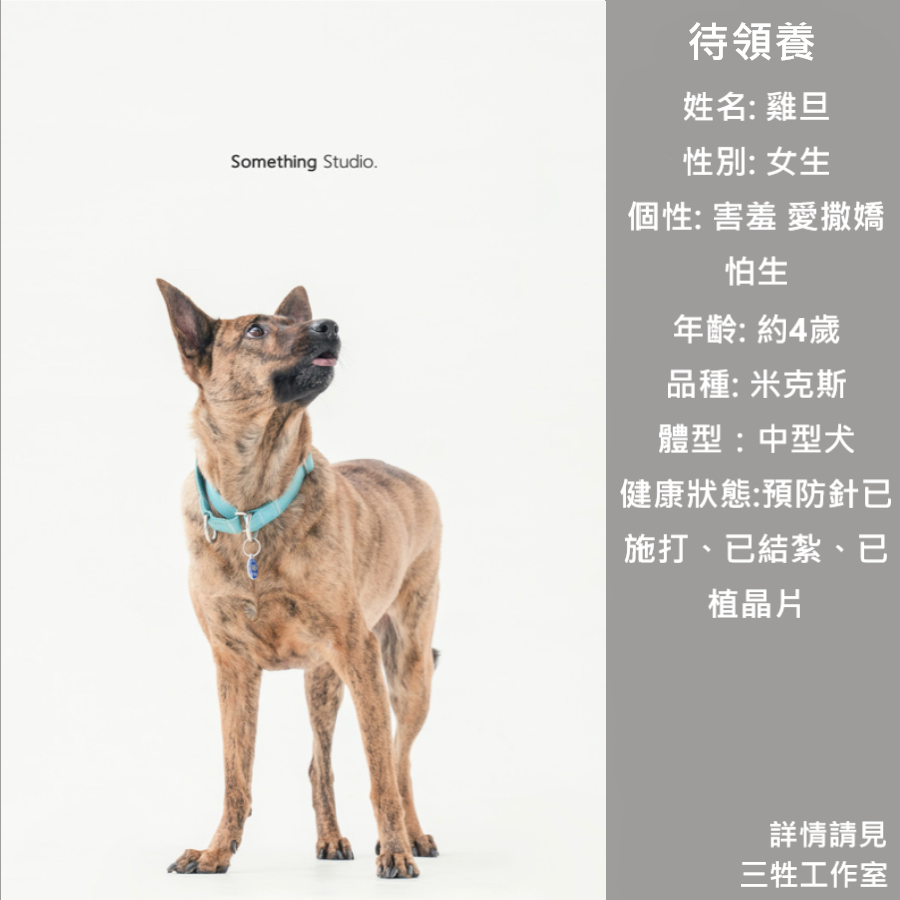 浪浪, 領養, 米克斯, 救援, 中途攝影, petwoof, 三牲工作室