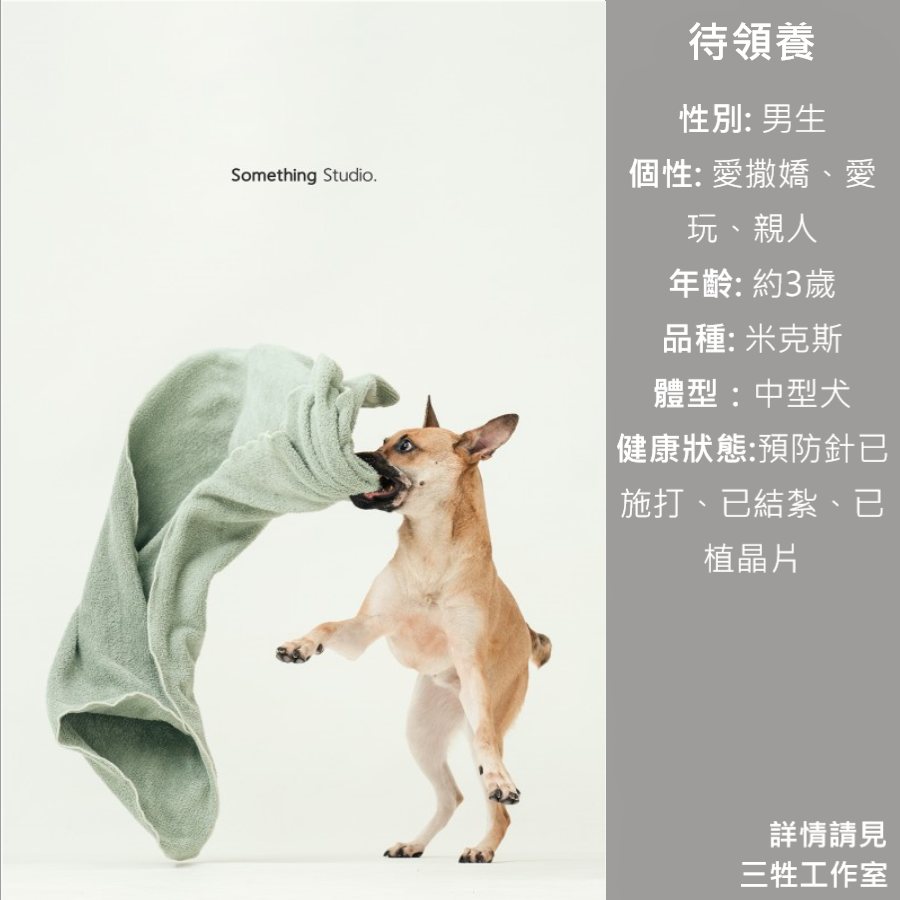 浪浪, 領養, 米克斯, 救援, 中途攝影, petwoof, 三牲工作室