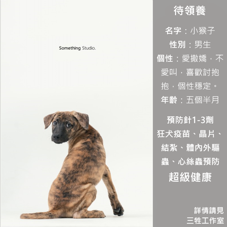 浪浪, 領養, 米克斯, 救援, 中途攝影, petwoof, 三牲工作室