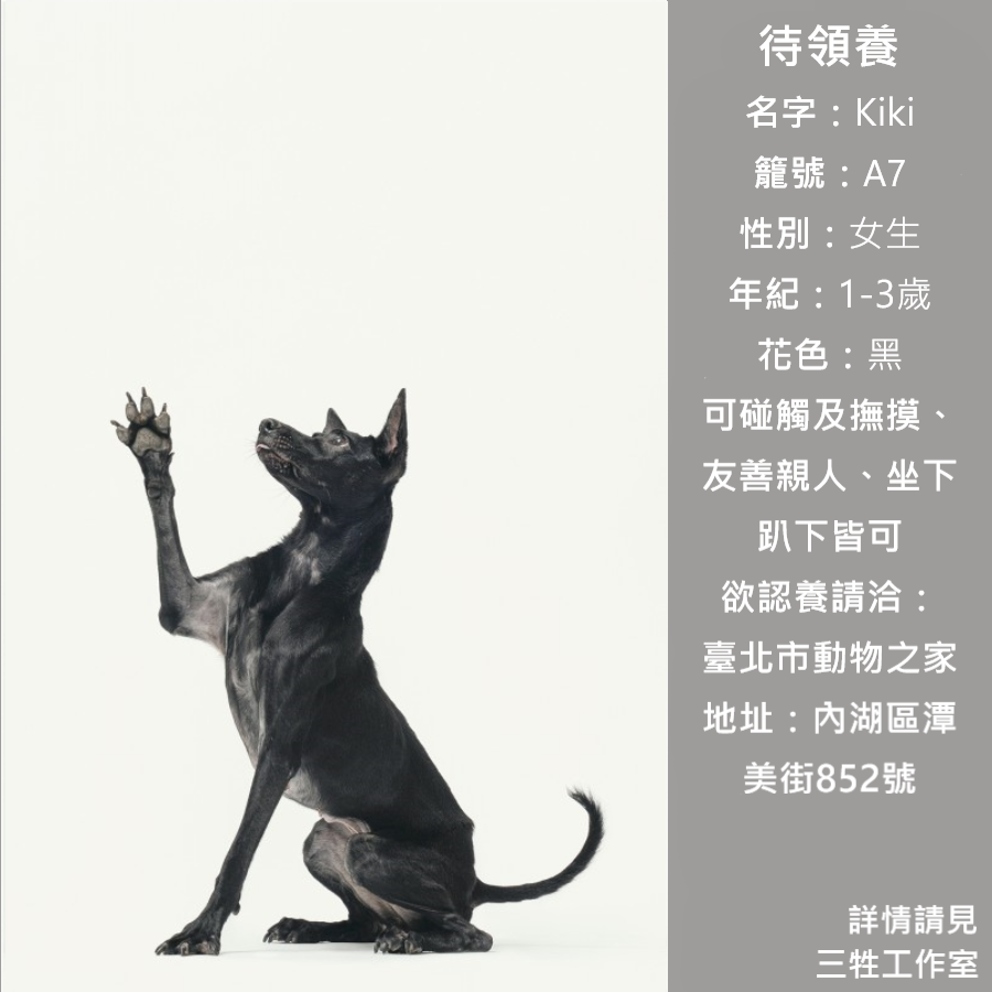 浪浪, 領養, 米克斯, 救援, 中途攝影, petwoof, 三牲工作室