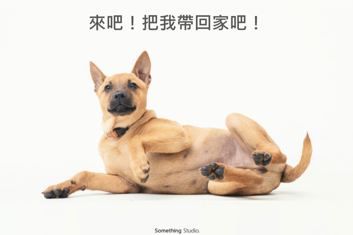 浪浪, 領養, 米克斯, 救援, 中途攝影, petwoof, 三牲工作室