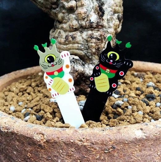 Pachypodium Gracilius Lucky Cat 盆摘 植物 標籤