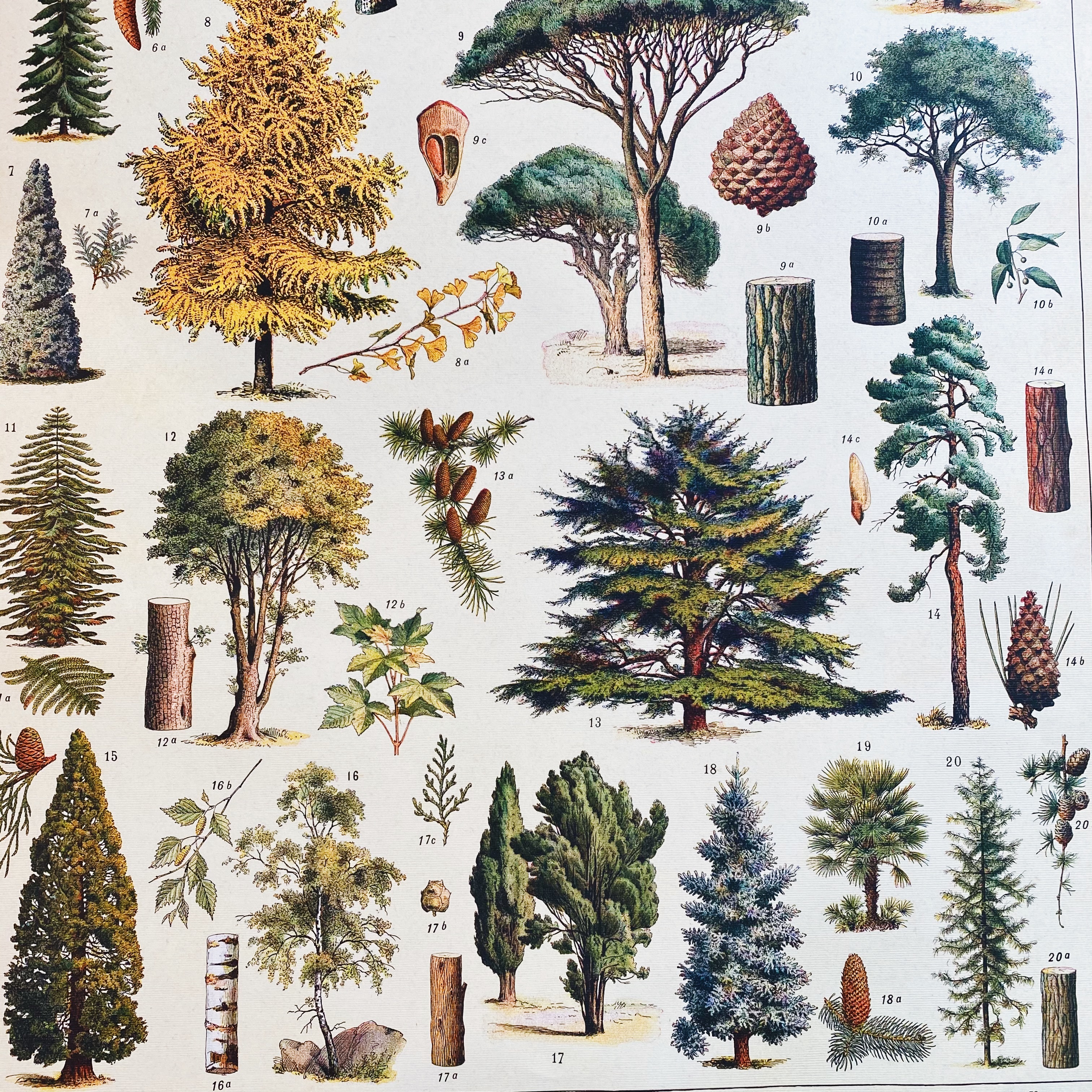 樹木 森林 包裝紙/海報 ｜美國 Cavallini & Co