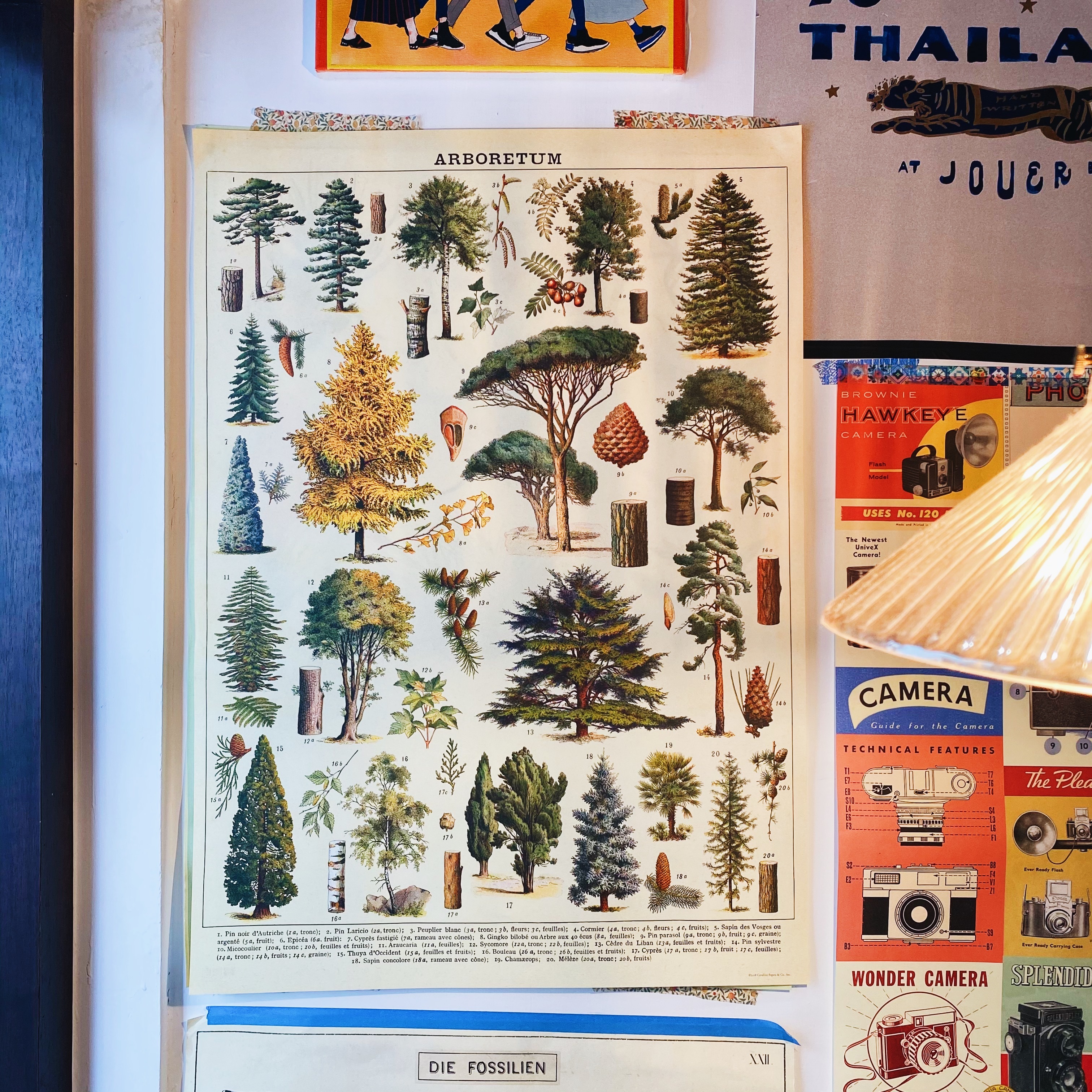 樹木 森林 包裝紙/海報 ｜美國 Cavallini & Co