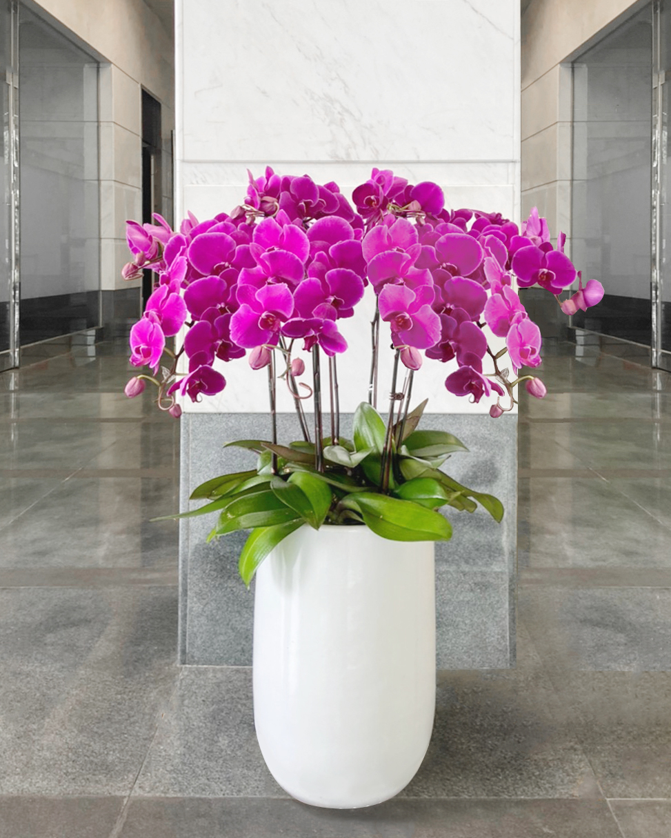 蘭映 Orchid Éclat ｜蝴蝶蘭花禮| PremiumOrchid