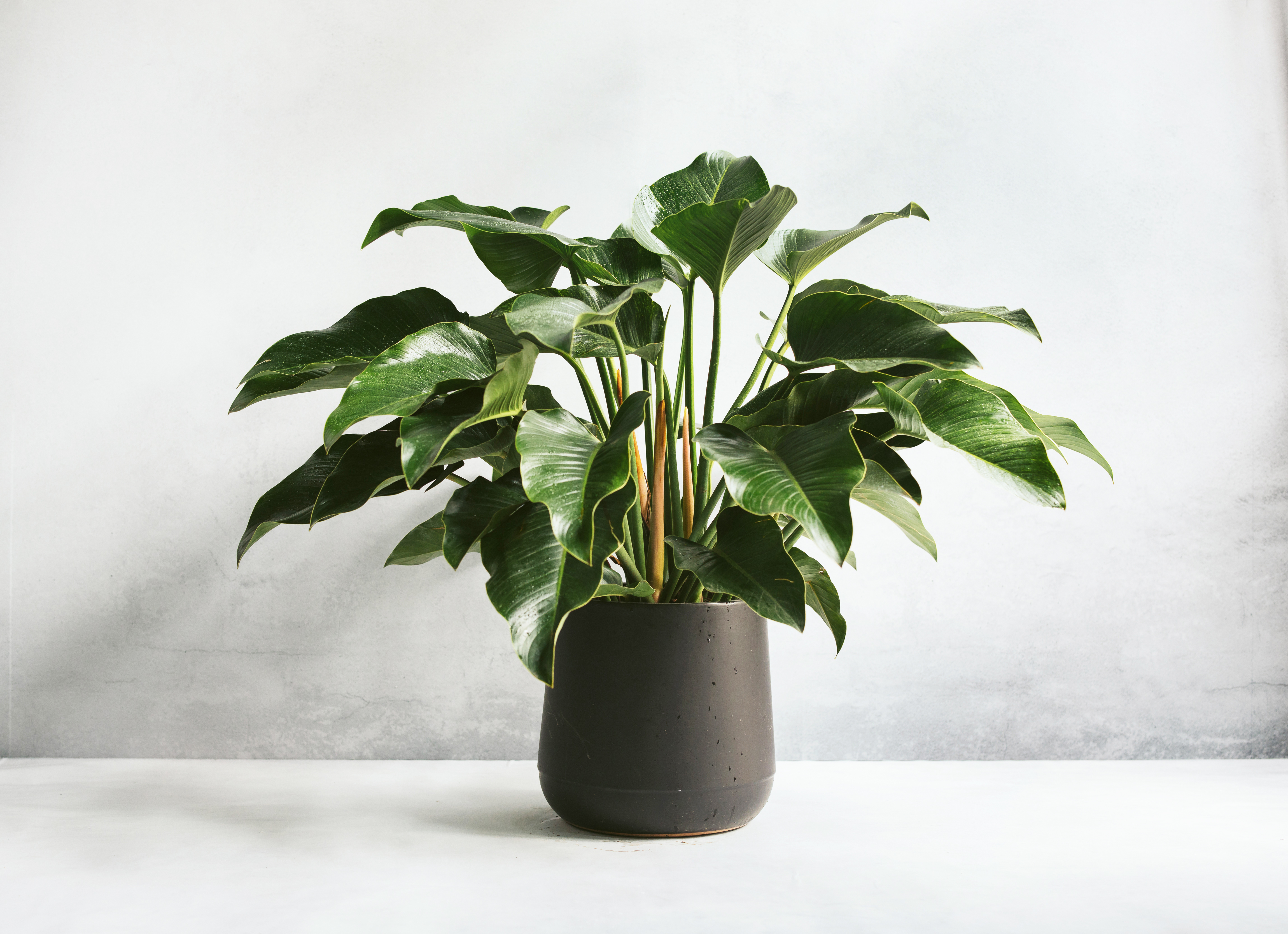 綠鑽帝王蔓綠絨植栽