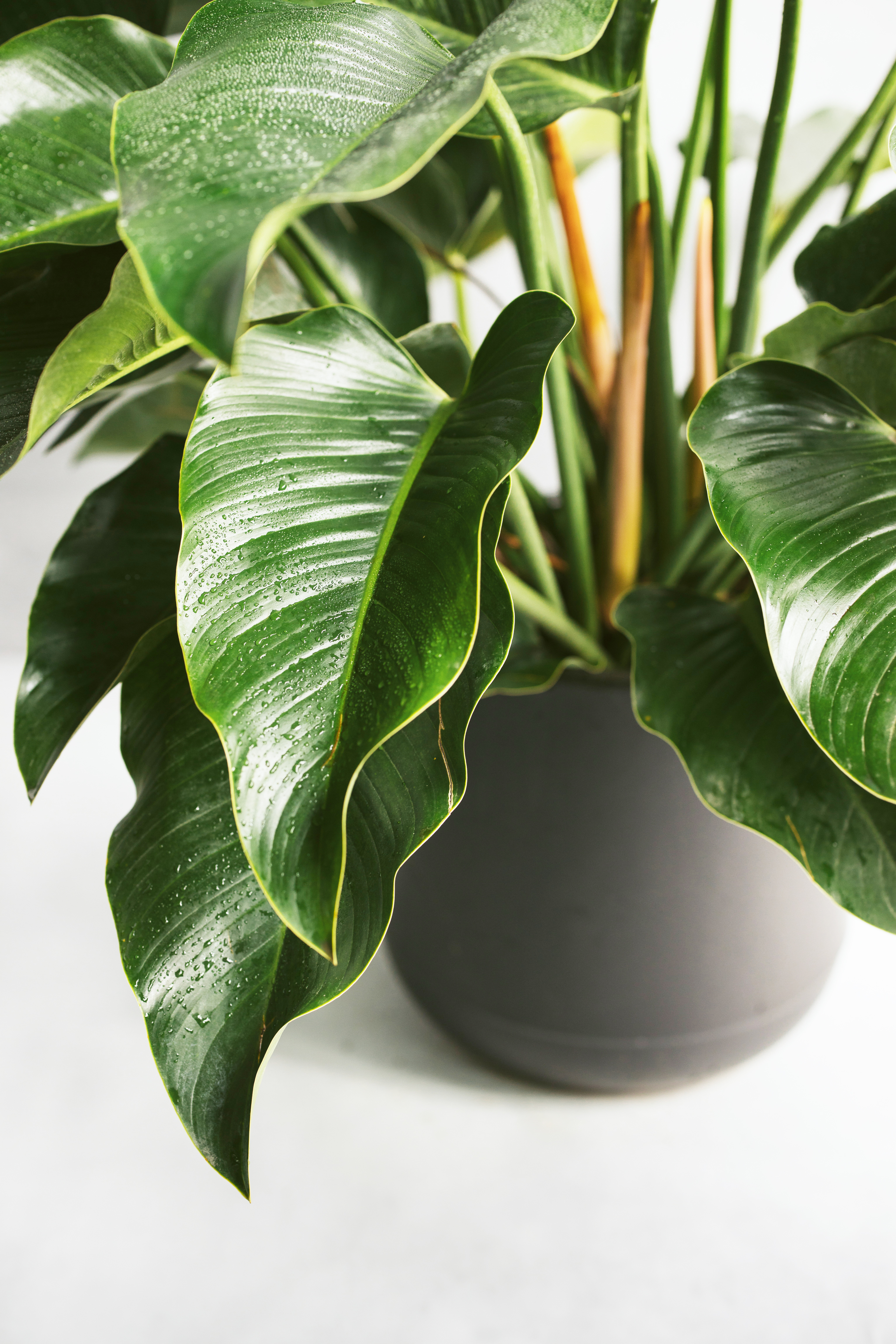 綠鑽帝王蔓綠絨植栽