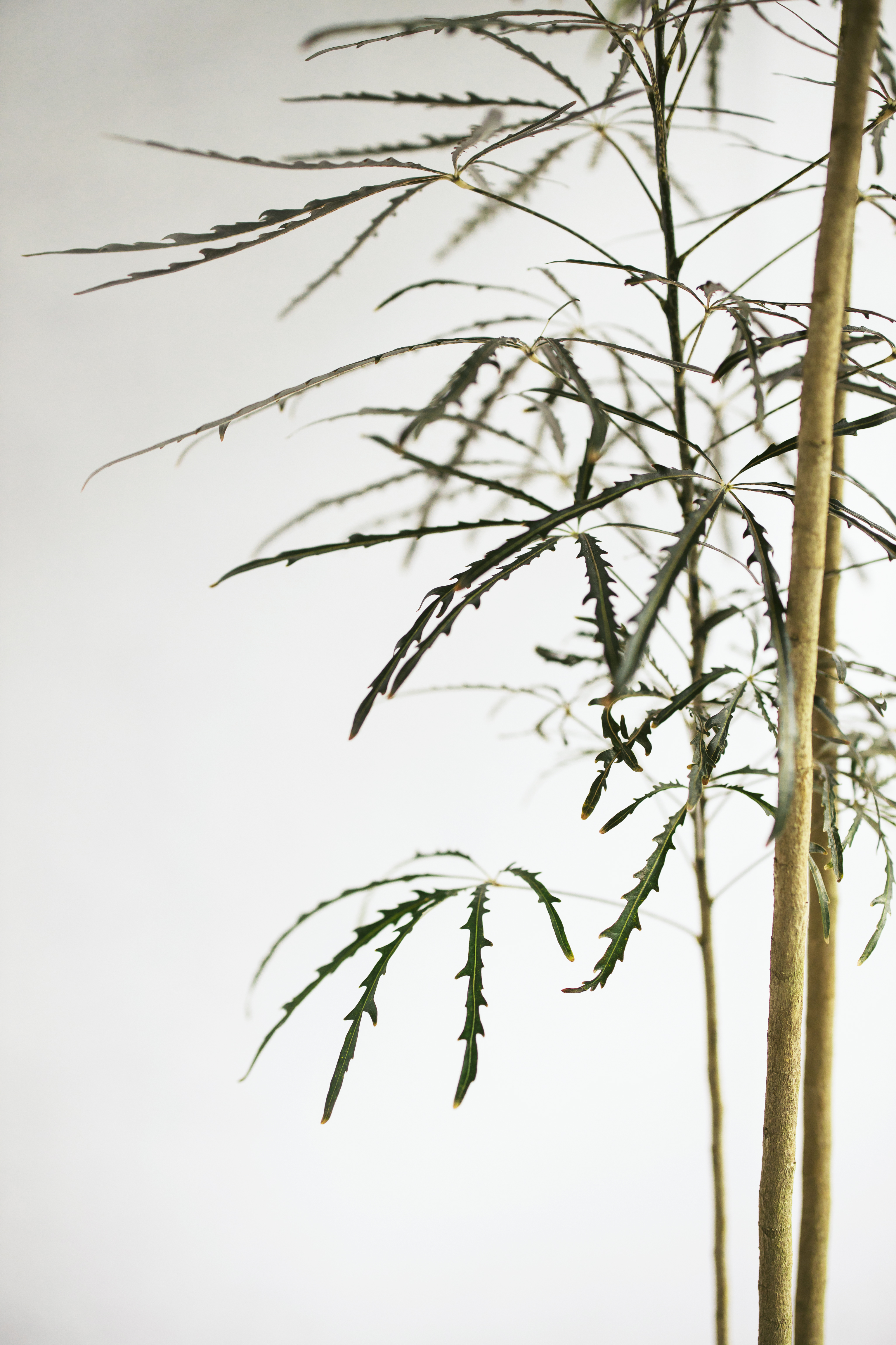 細葉孔雀木植栽