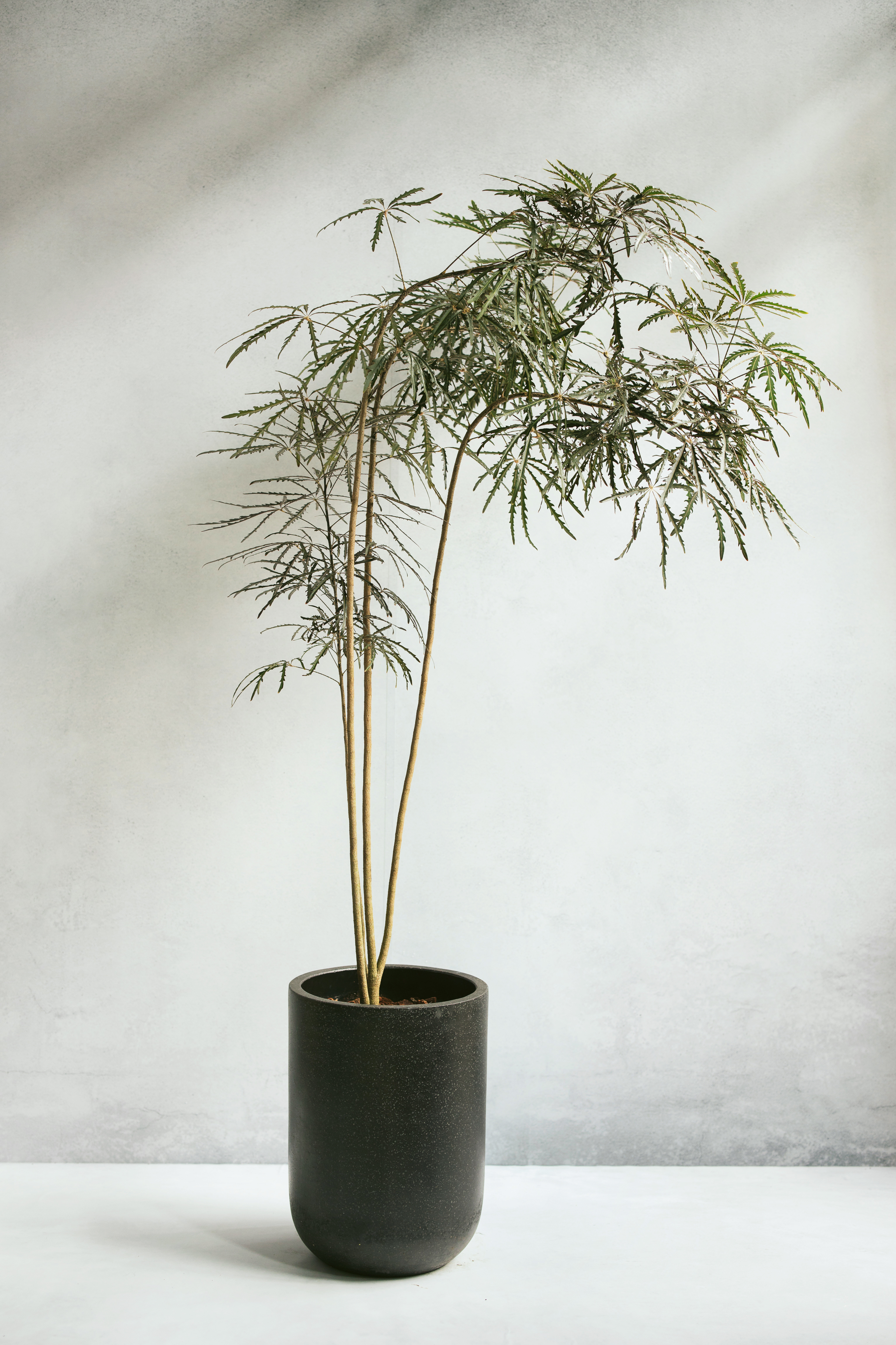 細葉孔雀木植栽