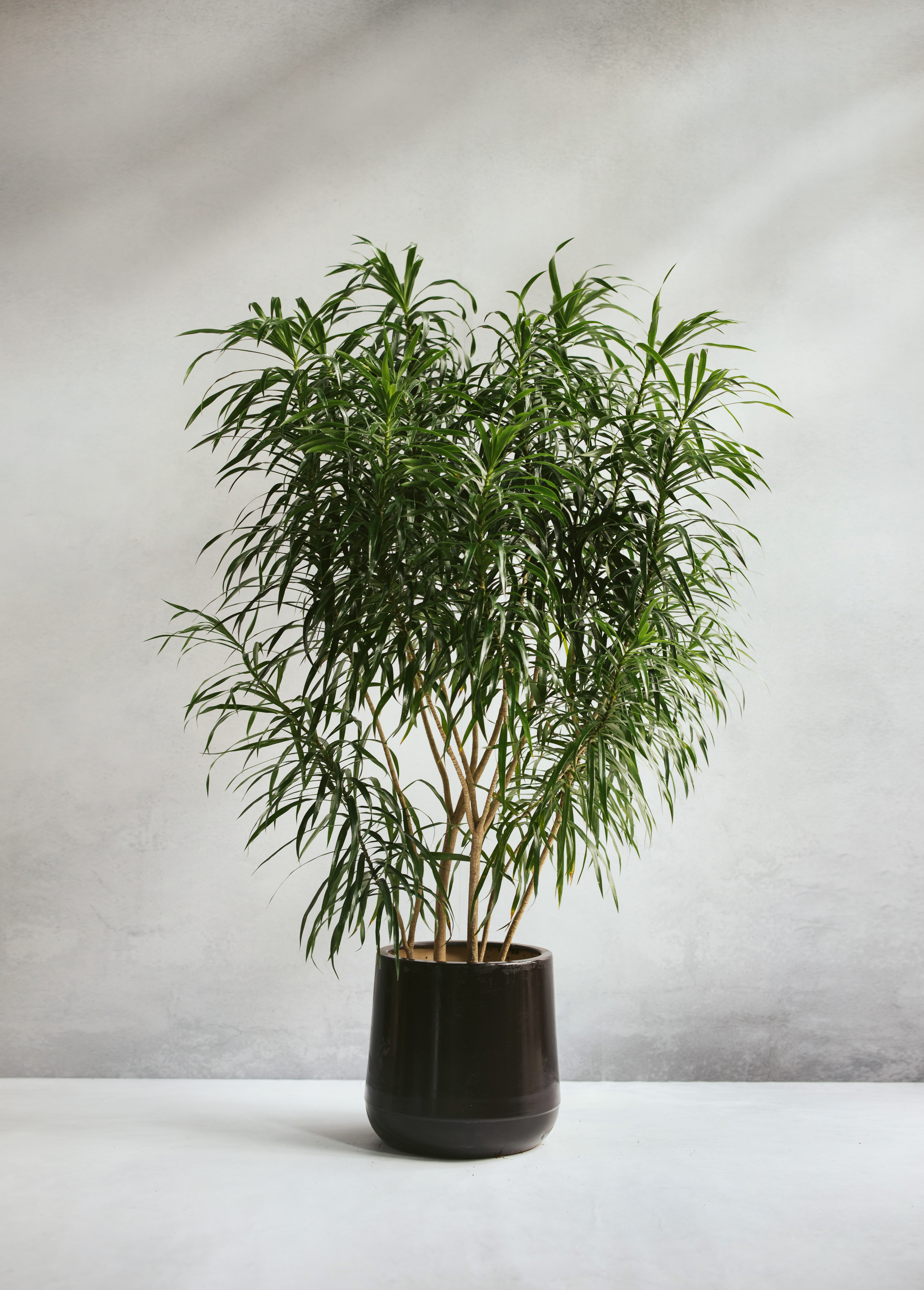 細葉百合竹植栽