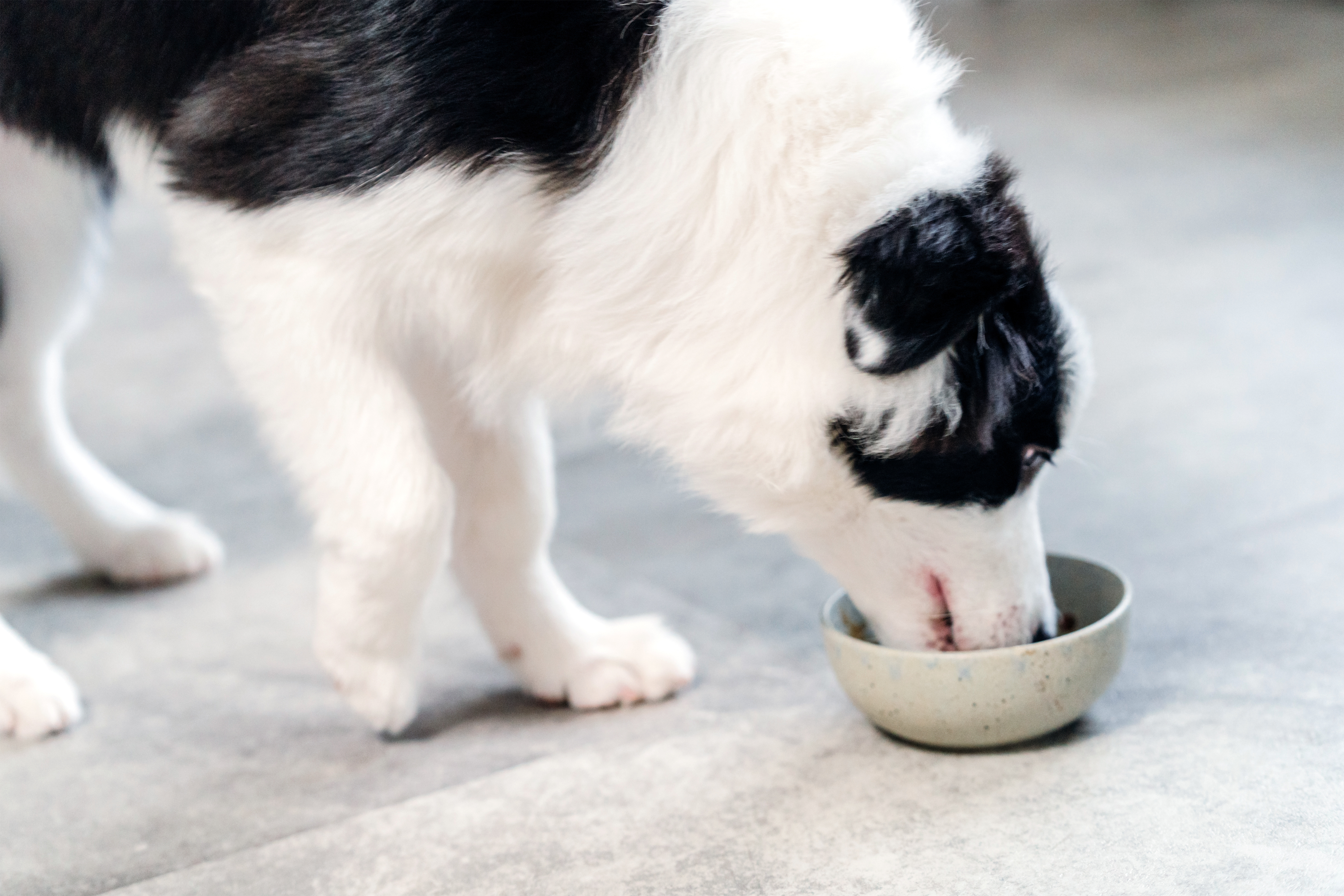 寵物鮮食, 狗鮮食, 貓鮮食, 沖泡式鮮食