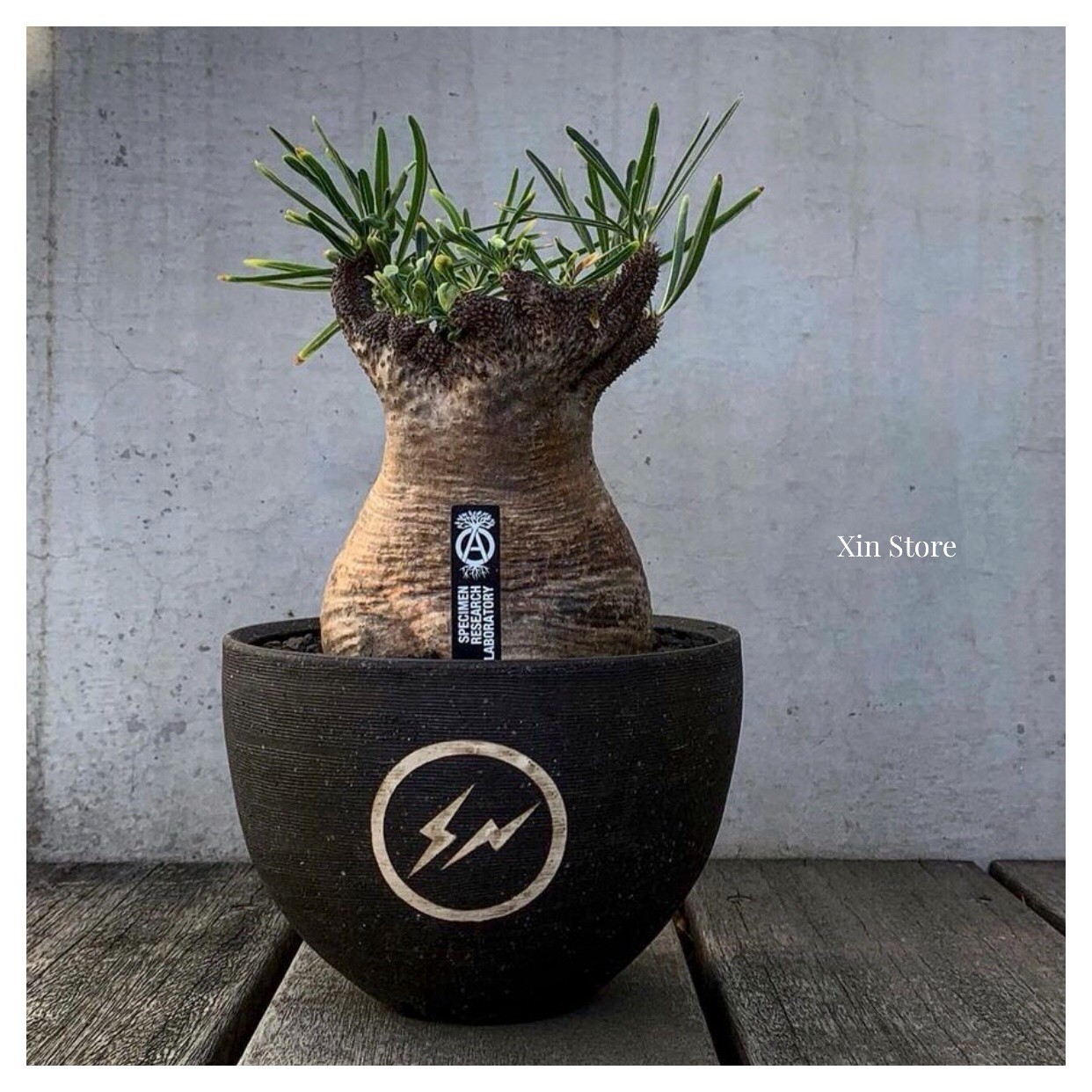 NEIGHBORHOOD SRL Label Planting植栽 植物 塊根 標籤 瀧澤伸介