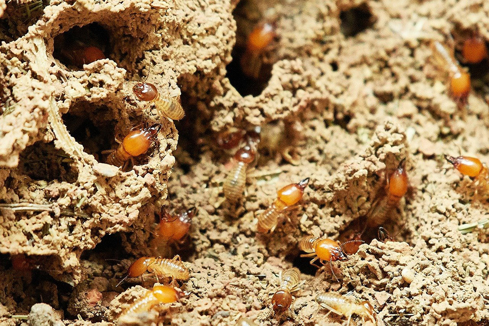 為什麼要消滅白蟻？白蟻造成的危害有哪些？
