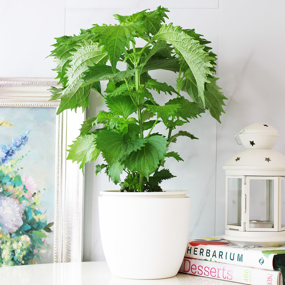 綠紫蘇 青紫蘇 香草植物 香料植物 泡茶植物 防蚊植物 防蟲植物