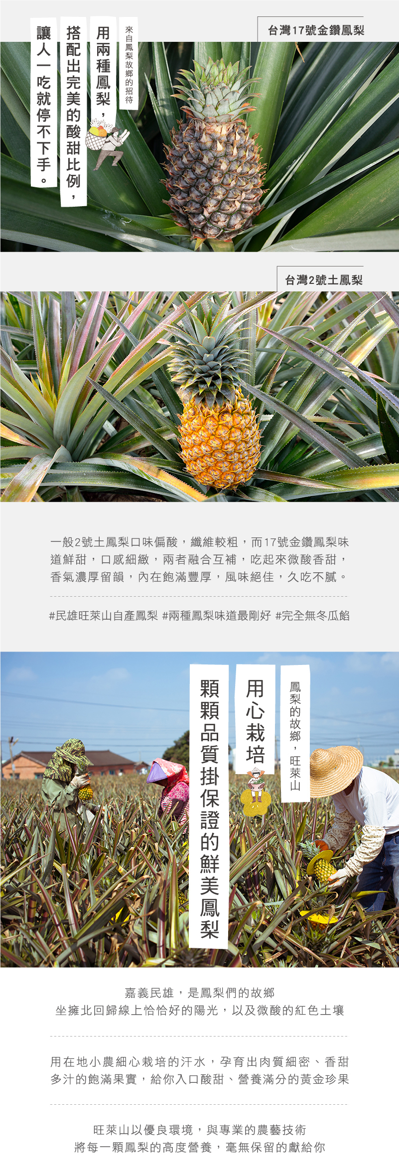 旺萊山鳳梨酥 旺萊山鳳梨酥