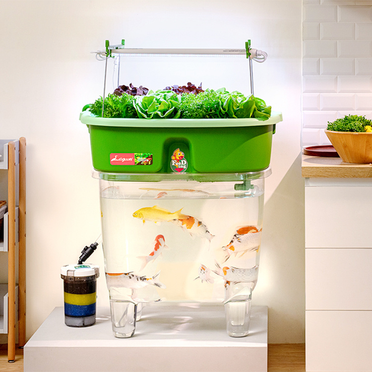 魚菜共生系統V2.0-1