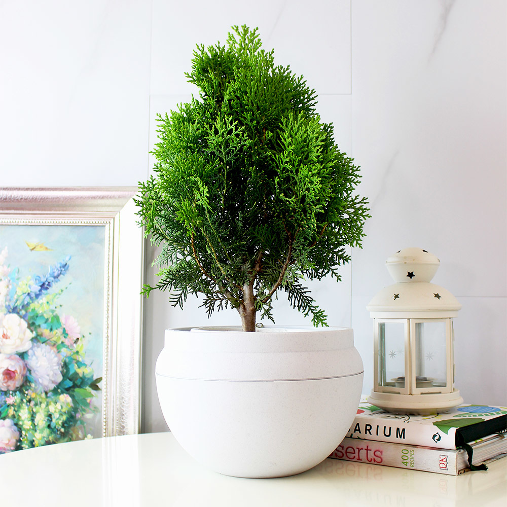 黃金扁柏盆栽 陽光植物