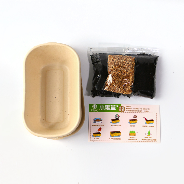 小麥草DIY種植組