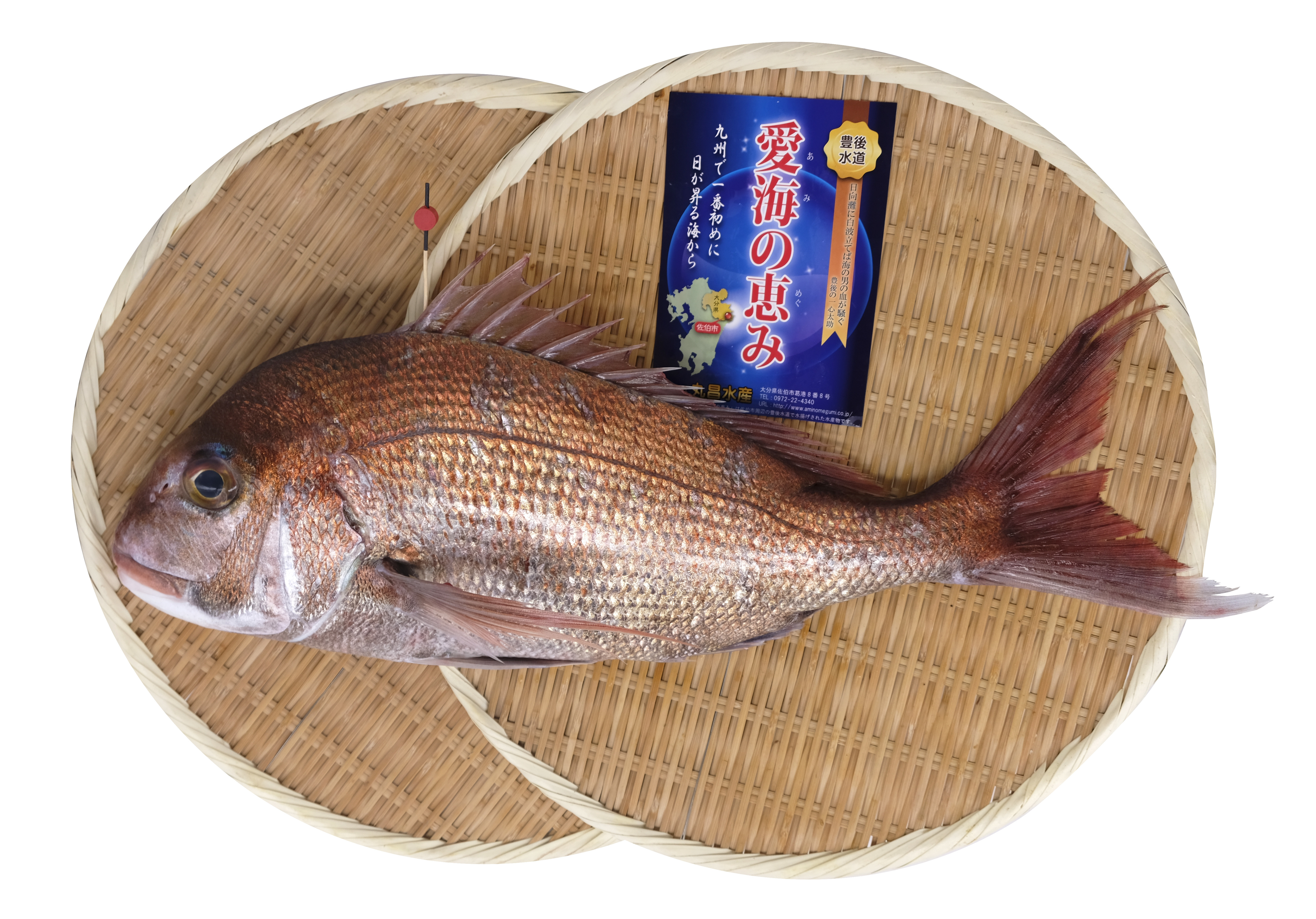 德華日本食材訂購 時令魚介 天然櫻鯛 每公斤價格