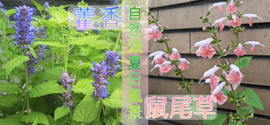 「藿香×鼠尾草」營造自然派的夏日風景