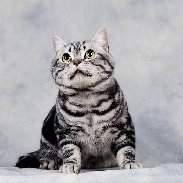 Lafancy's shampoo 美國短毛貓 大圓眼睛 柔順保濕專用洗劑