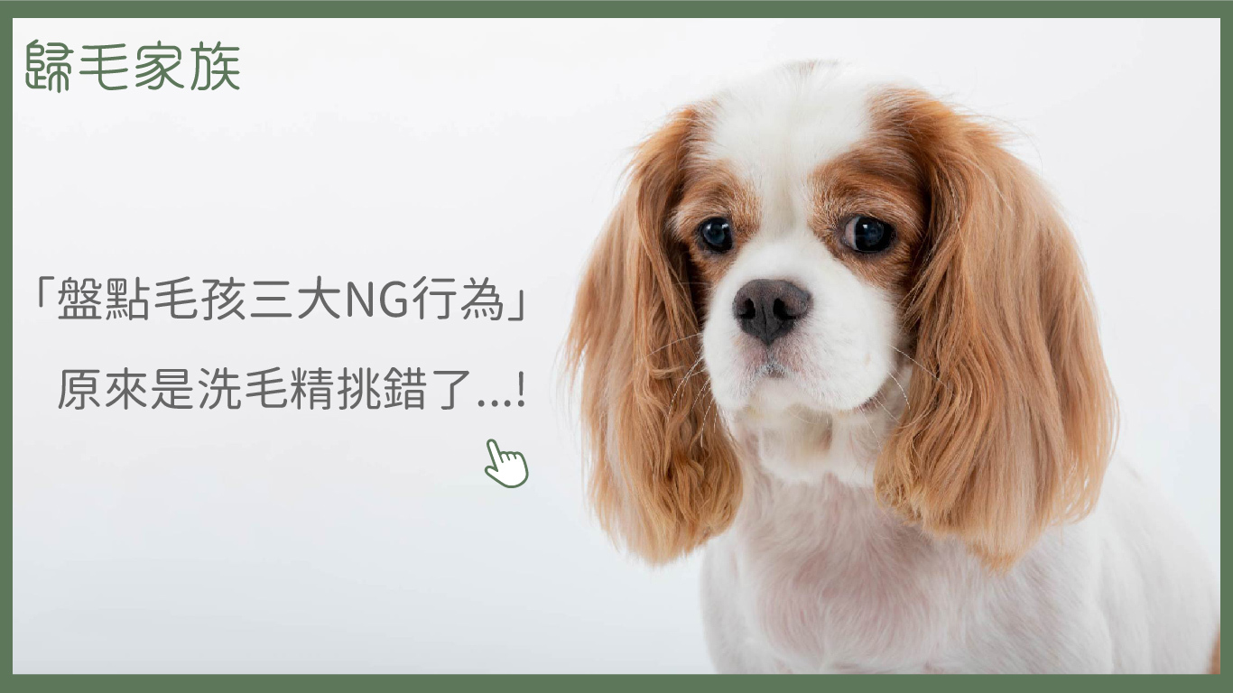 【歸毛家族GoodMo】寵物的沐浴養護，潔淨美學