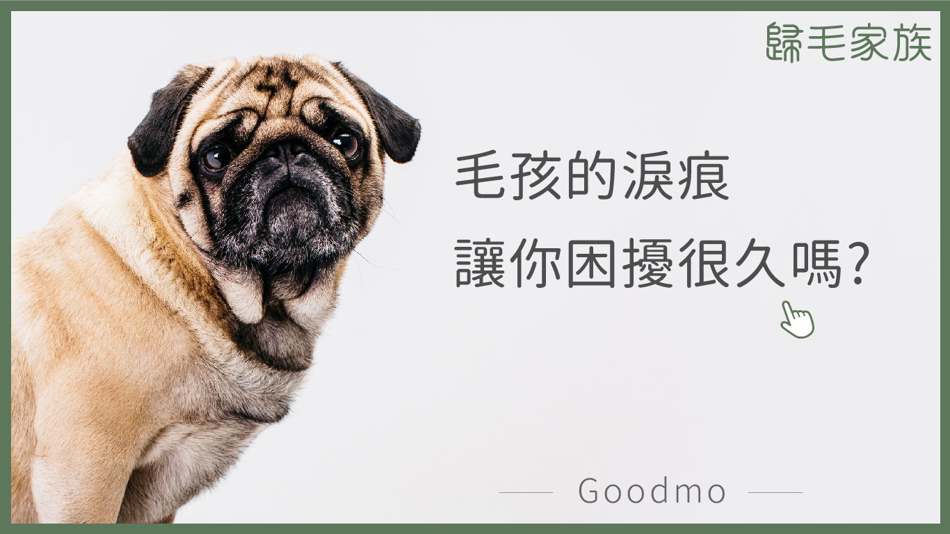 【歸毛家族GoodMo】寵物的沐浴養護，潔淨美學