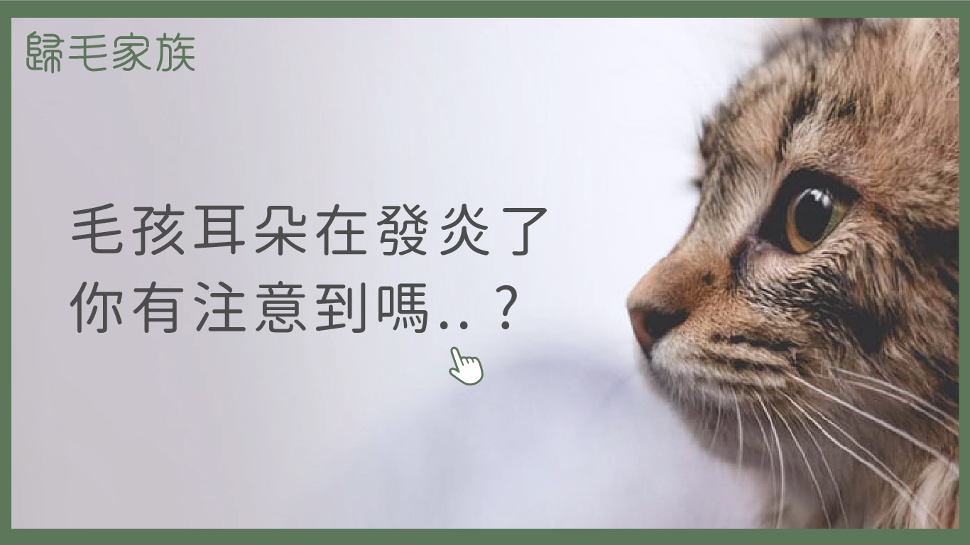 【歸毛家族GoodMo】寵物萌耳保衛，耳道護理