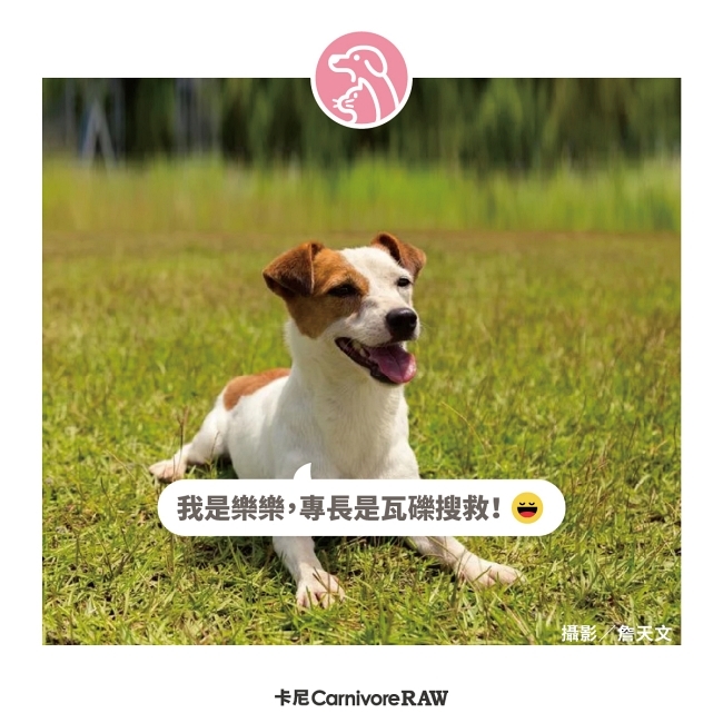 小型犬擔任搜救犬