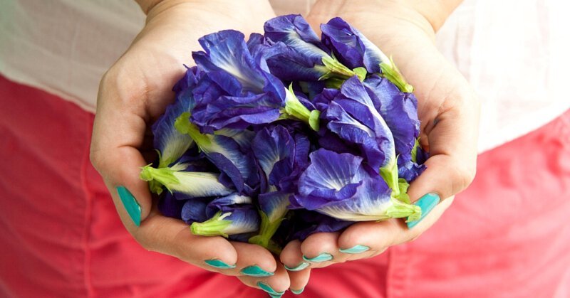 泰國蝶豆花茶 80G