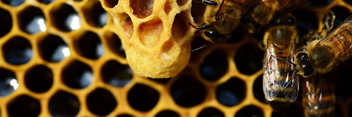 蜜蜂在蜂巢釀製蜂蜜