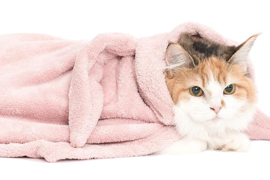 動物兜帽｜寵物毛巾｜粉紅兔- Duit