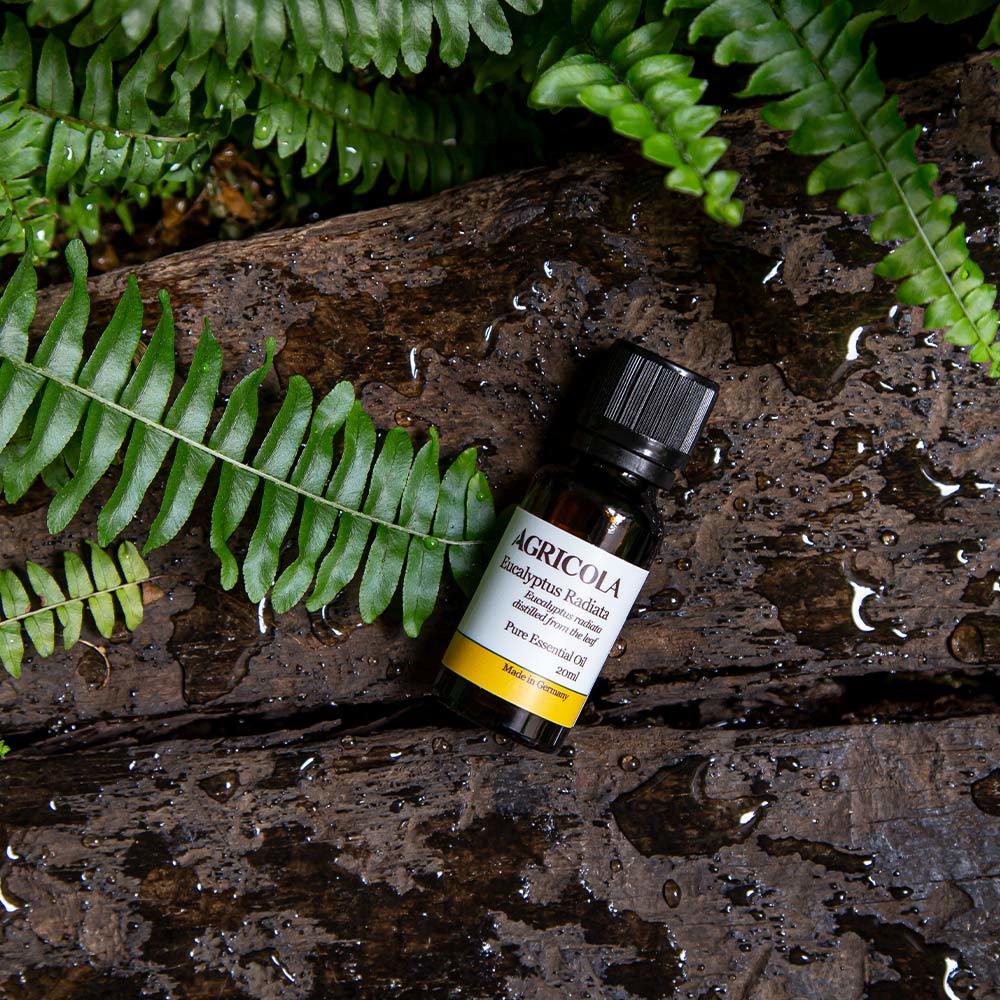 有機澳洲尤加利精油-20ml