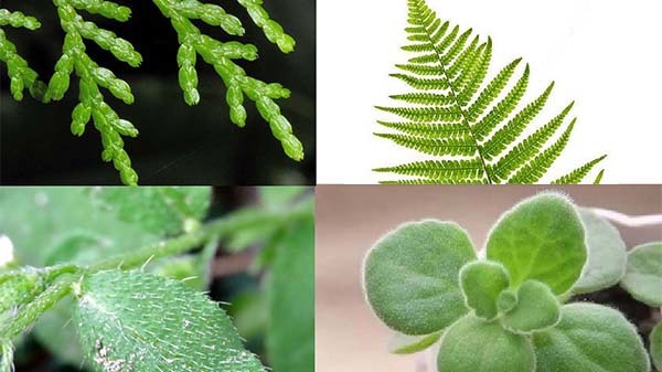 中階課程 銀膏的運用