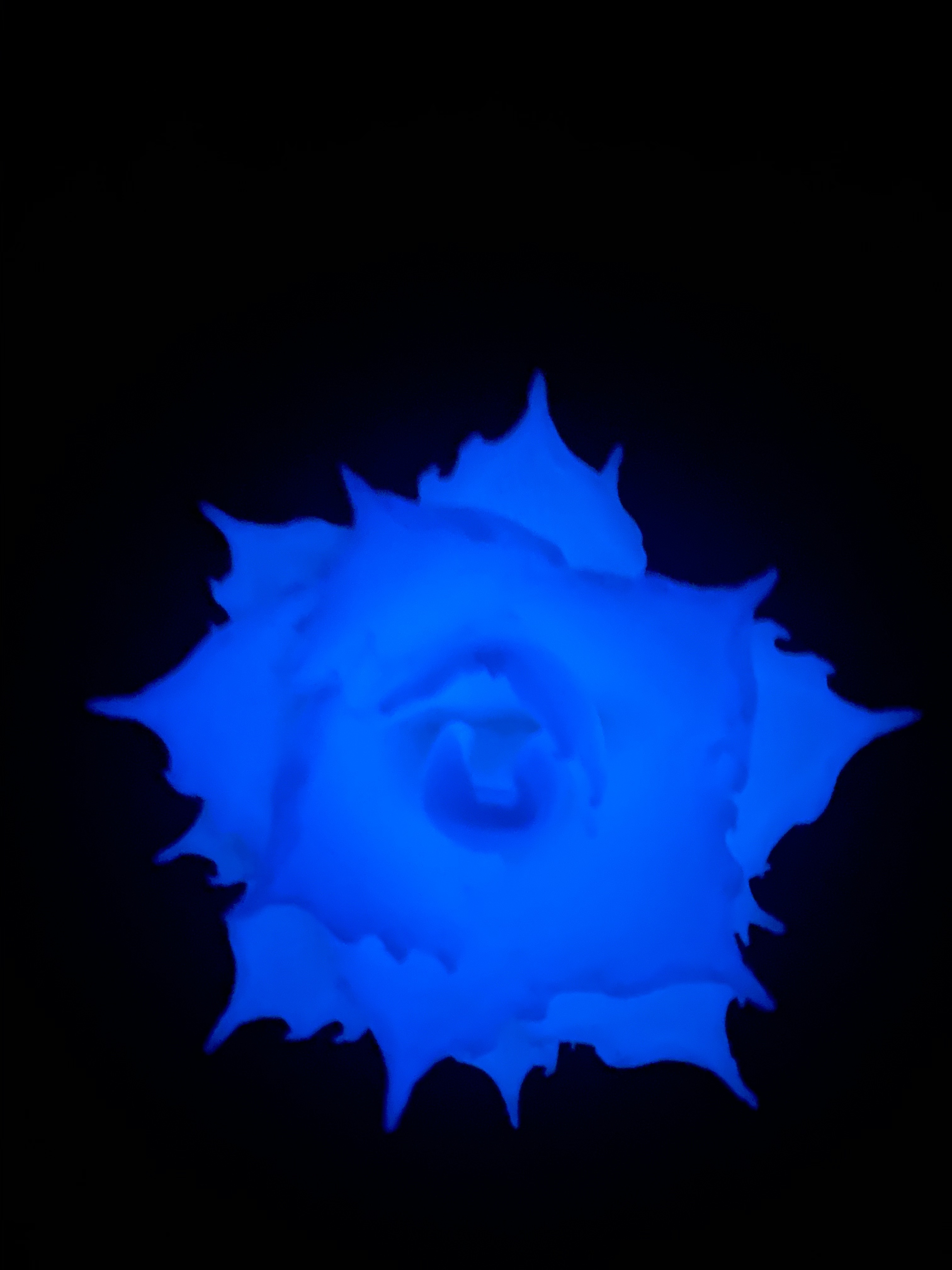 日本製 3D PRINT 擺設 | 青光版 M 【Lobindon】