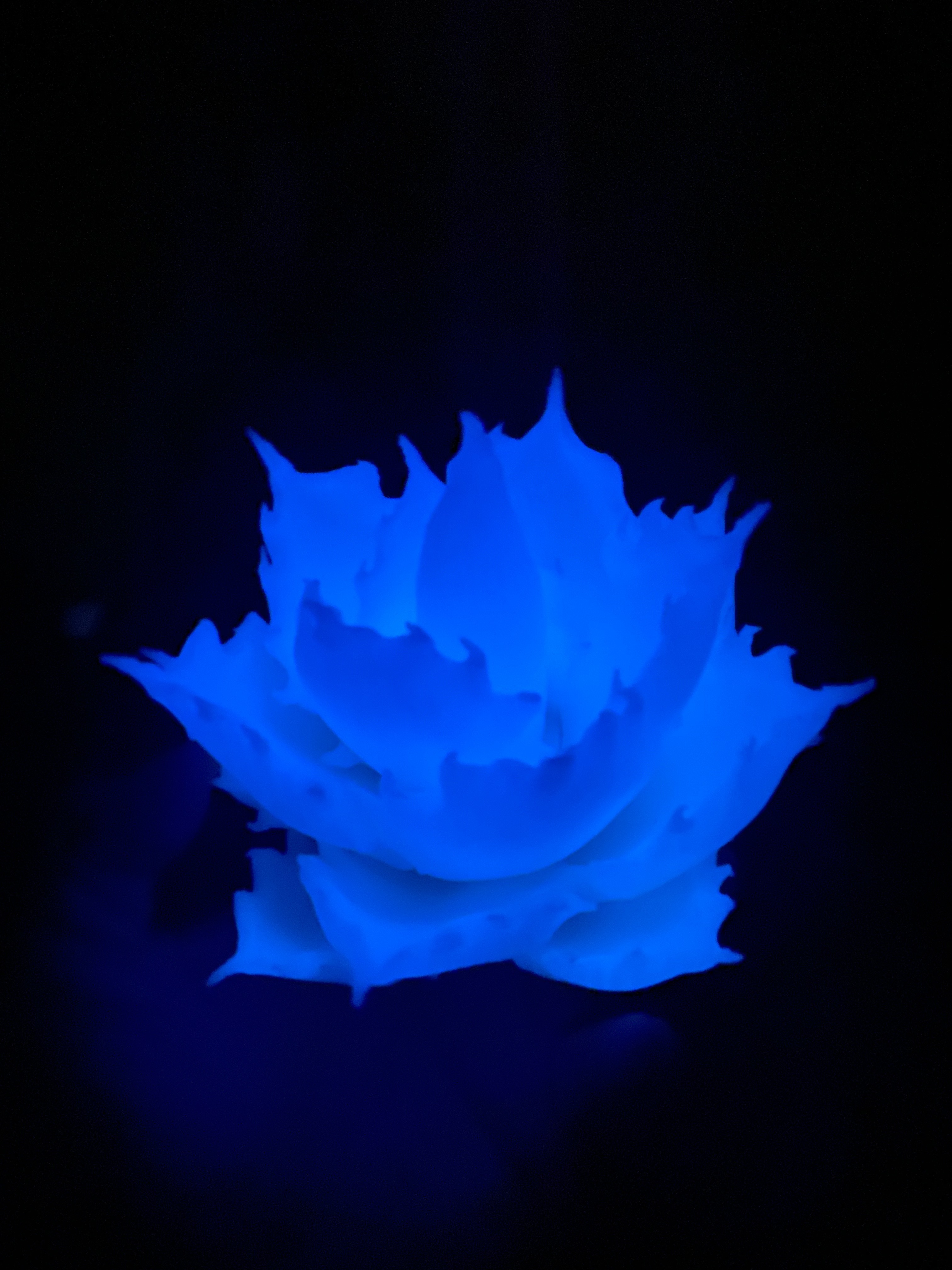 日本製 3D PRINT 擺設 | 青光版 S【Lobindon 】