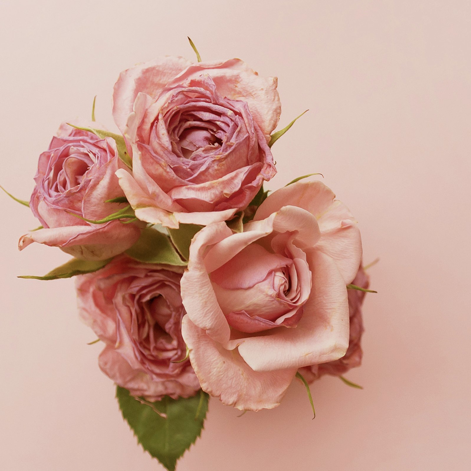 Vintage Rose 復古玫瑰 香氛蠟燭 - AYDRY & Co.