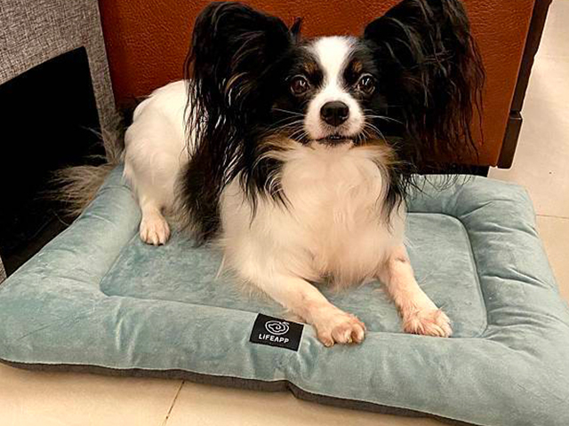 【開箱文】狗狗也要睡紓壓床墊 | LIFEAPP迷你堡寵物床墊