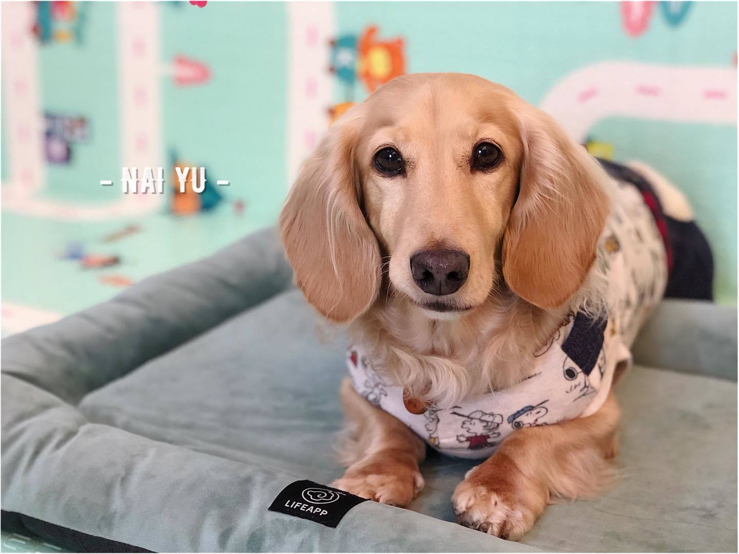 臘腸小短腿_奶油小帥哥