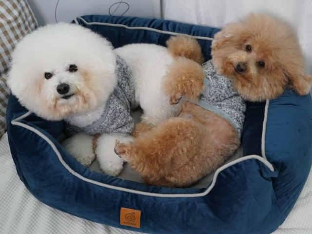 希露弟弟啃雞腿